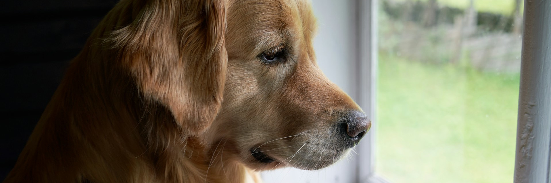 Kosztowne czekanie: Jak nieleczony lęk separacyjny niszczy więź i życie psa