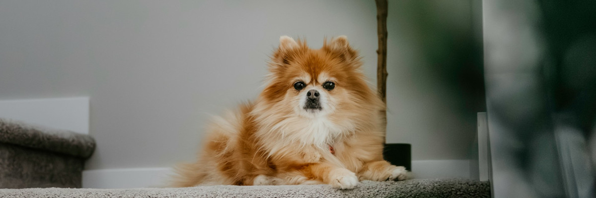 Subtelne onaki lęku separacyjnego.